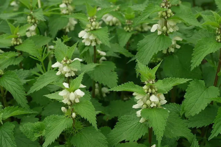 WHITE NETTLE EXTRACT (White Nettle)