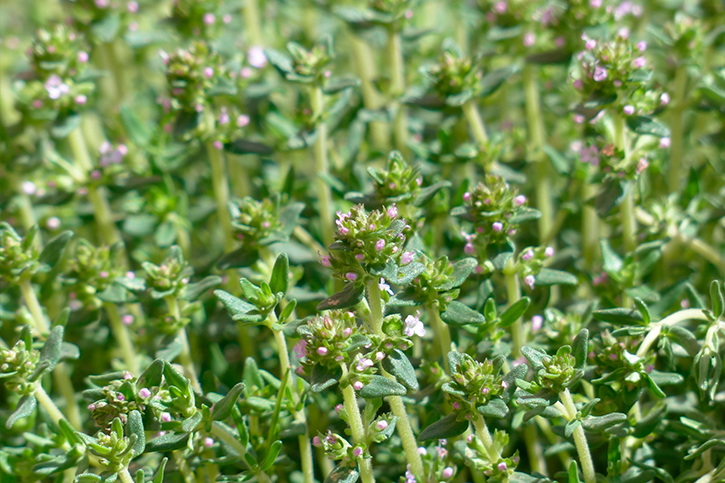 ACEITE ESENCIAL DE TOMILLO (Tyme Essential Oil)